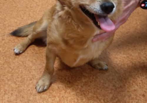 Bezšķirnes - attēls