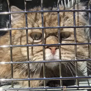 Bezšķirnes - attēls