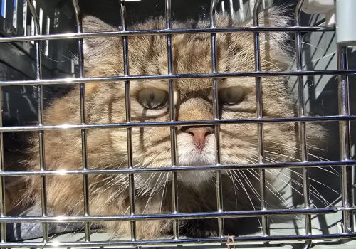 Bezšķirnes - attēls