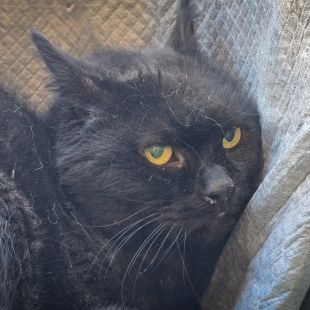 Bezšķirnes - attēls