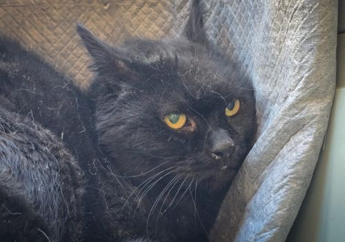 Bezšķirnes - attēls