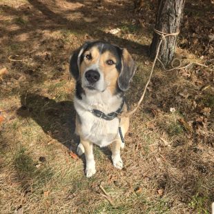 Bezšķirnes - attēls