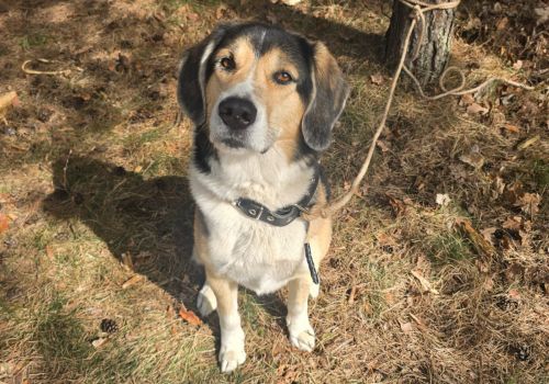 Bezšķirnes - attēls