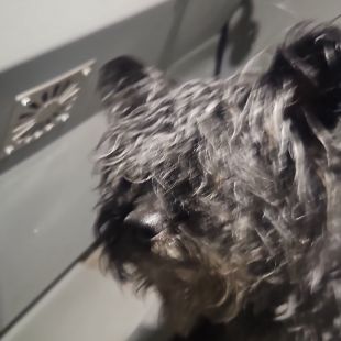 Bezšķirnes - attēls