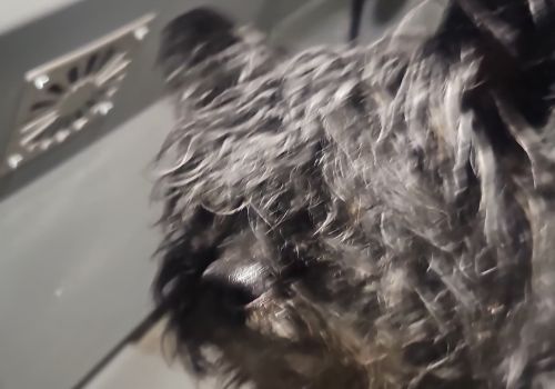 Bezšķirnes - attēls