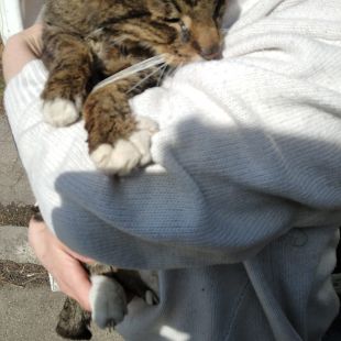 Bezšķirnes - attēls