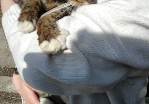 Bezšķirnes - attēls