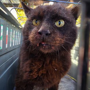 Bezšķirnes - attēls