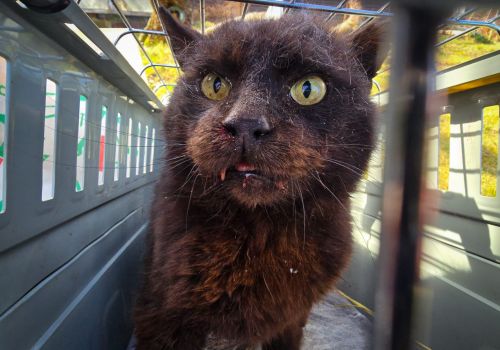 Bezšķirnes - attēls