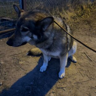 Bezšķirnes - attēls