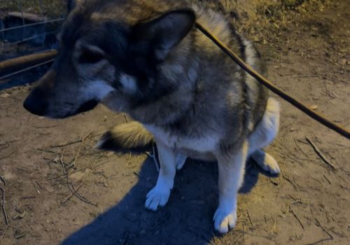 Bezšķirnes - attēls