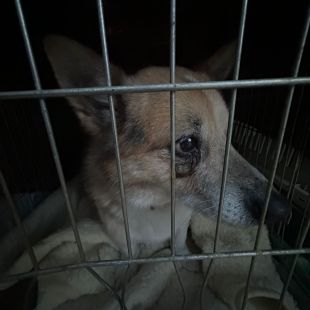 Bezšķirnes - attēls