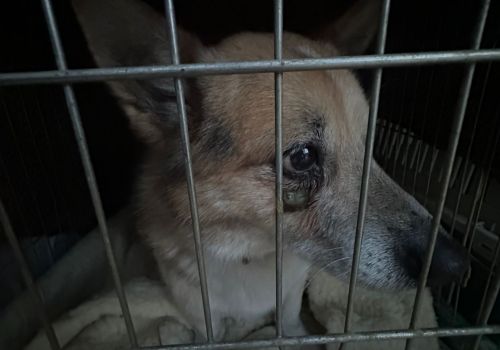 Bezšķirnes - attēls