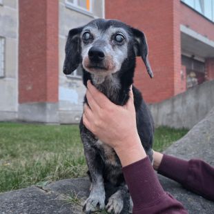 Bezšķirnes - attēls