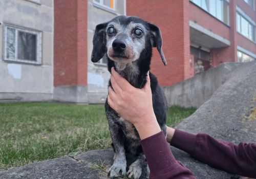 Bezšķirnes - attēls