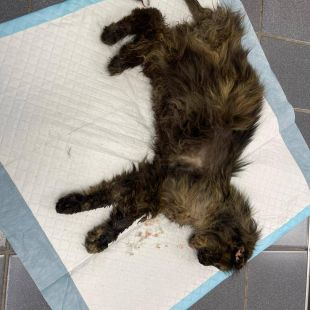 Bezšķirnes - attēls