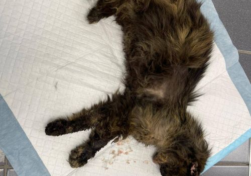 Bezšķirnes - attēls