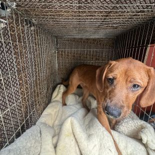 Bezšķirnes - attēls