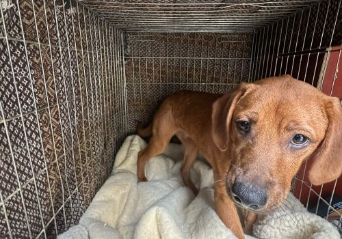 Bezšķirnes - attēls