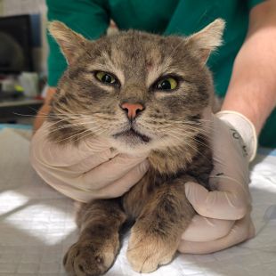 Bezšķirnes - attēls