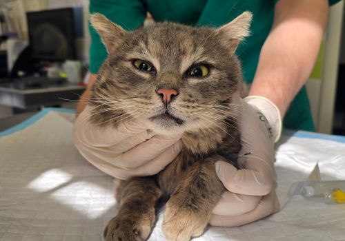 Bezšķirnes - attēls