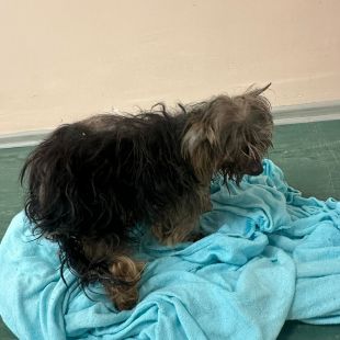 Jorkšīras terijers - attēls