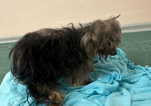 Jorkšīras terijers - attēls