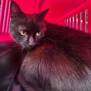 Bezšķirnes - attēls