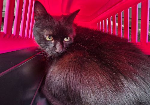 Bezšķirnes - attēls