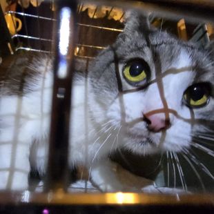 Bezšķirnes - attēls