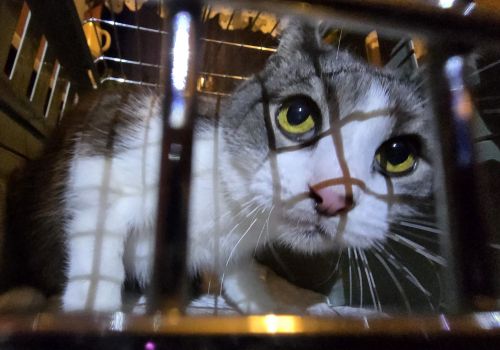 Bezšķirnes - attēls