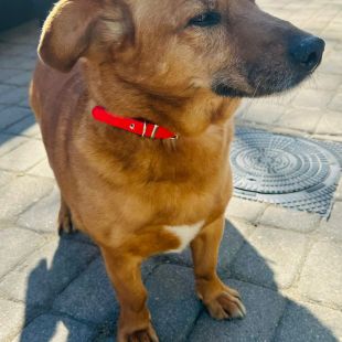 Bezšķirnes - attēls