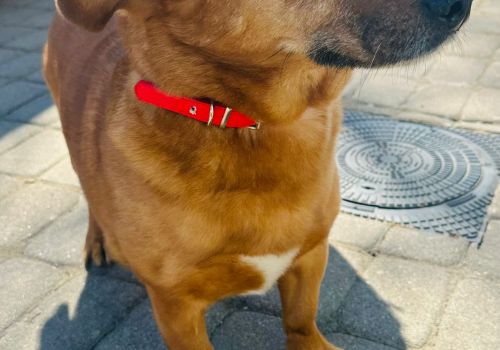 Bezšķirnes - attēls