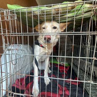 Bezšķirnes - attēls