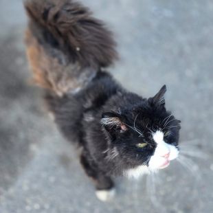 Bezšķirnes - attēls