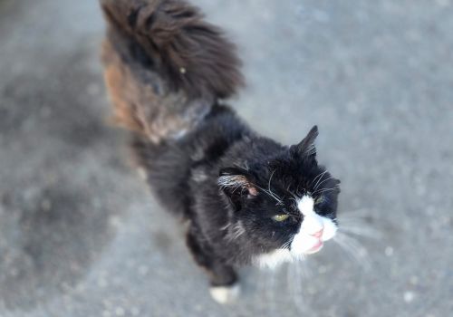 Bezšķirnes - attēls