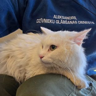 Bezšķirnes - attēls