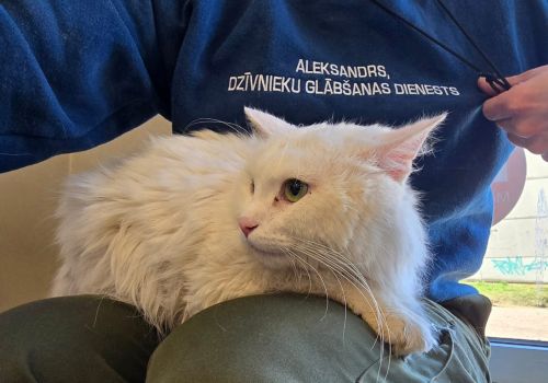 Bezšķirnes - attēls