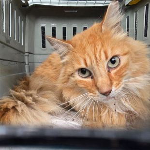 Bezšķirnes - attēls