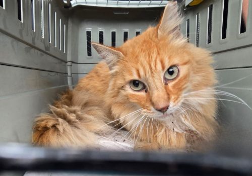 Bezšķirnes - attēls