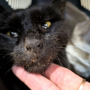 Bezšķirnes - attēls