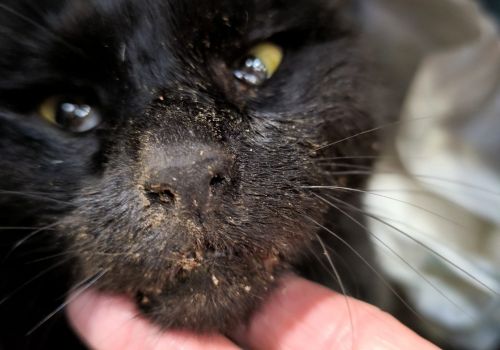 Bezšķirnes - attēls