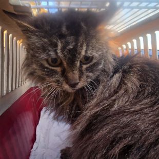 Bezšķirnes - attēls