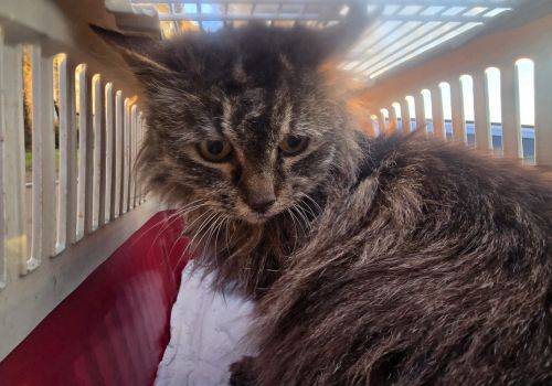 Bezšķirnes - attēls