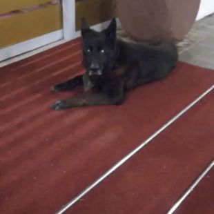 Bezšķirnes - attēls