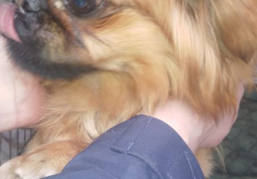 Pekinietis - attēls