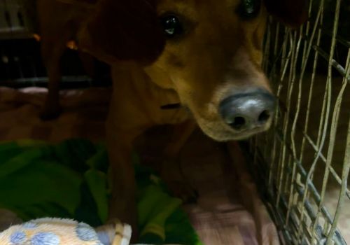 Bezšķirnes - attēls