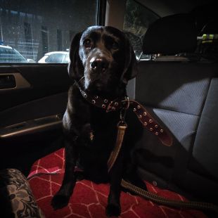 Labradors - attēls