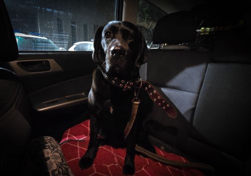 Labradors - attēls