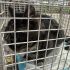 Bezšķirnes - attēls